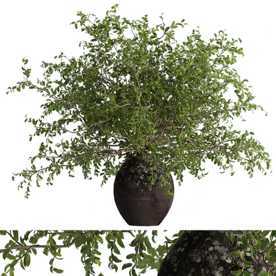 indoor potted plant set — Вид 3