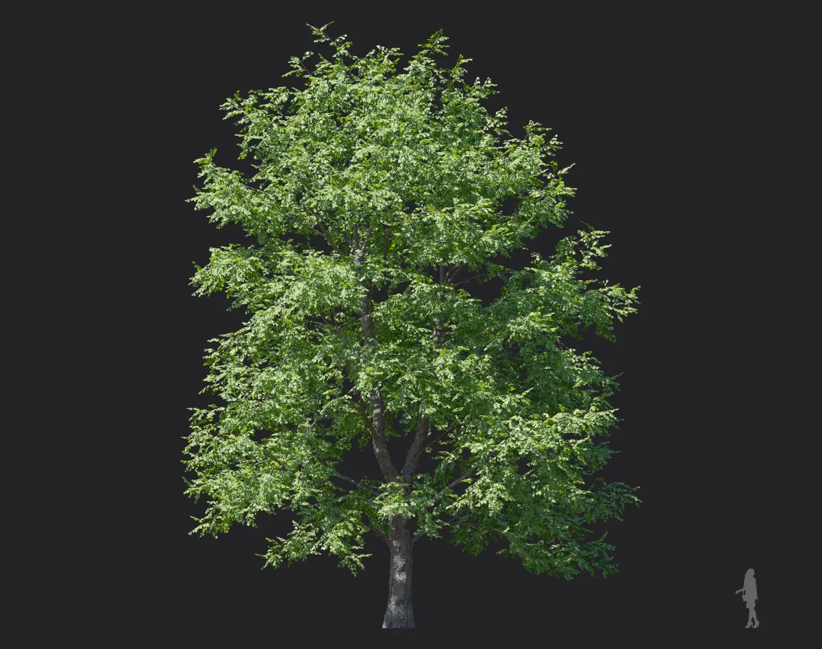 tilia amurensis 005 — Descargar