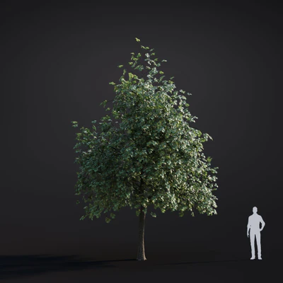 050 platanus acerifolia — Descargar