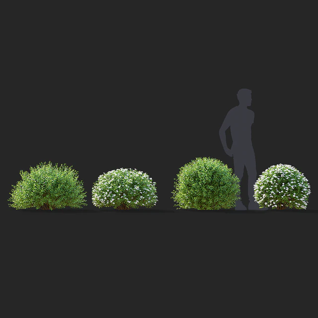 Спирея серая стриженные кусты | Spiraea cinerea grefsheim — Скачать
