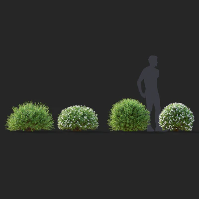 Спирея серая стриженные кусты | Spiraea cinerea grefsheim — Вид 6
