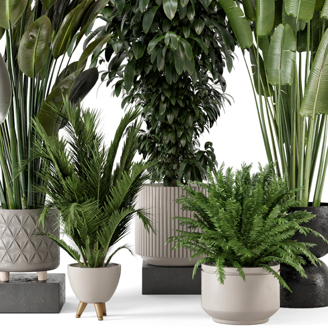 Indoor Plants in rusty Concrete Pot - Set 542 — Descargar