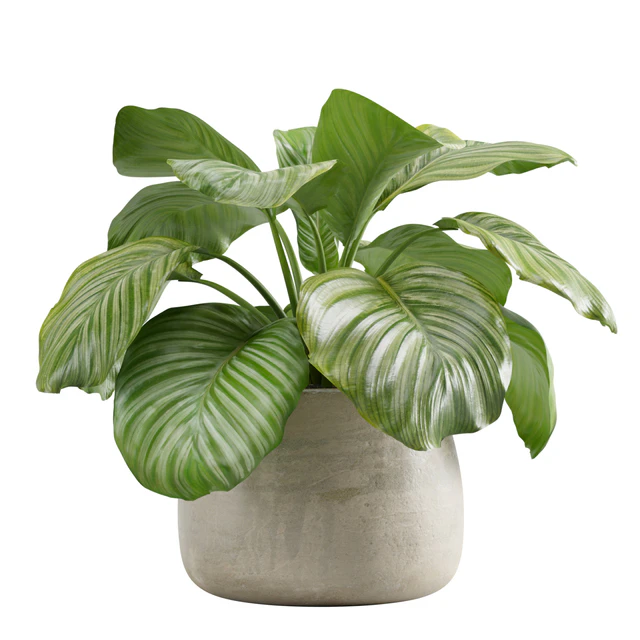 Potted Calathea Orbifolia — Скачать