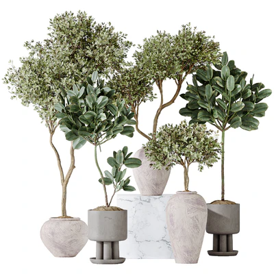 Elastica Abidjan Melany and Mission Olive Tree Vase 18 — Ver 1