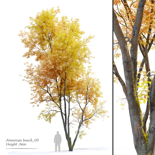 Autumn American beech — Descargar