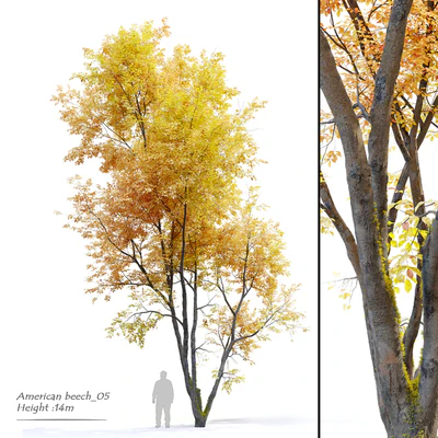 Autumn American beech — Ver 1