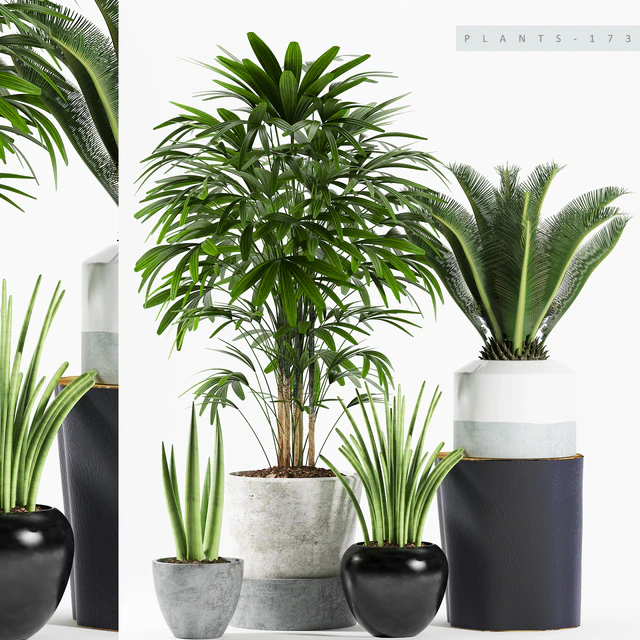 PLANTS 173 — Descargar