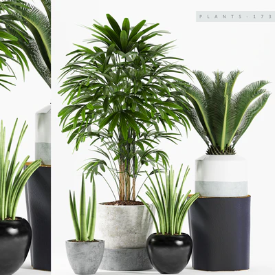 PLANTS 173 — Ver 1