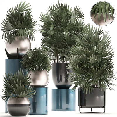 Plant collection 299. Interior palm tree, rapis, pot, flowerpot, luxury pot, bushes, thickets, Raphis Palm, stylish plants — Ver 1