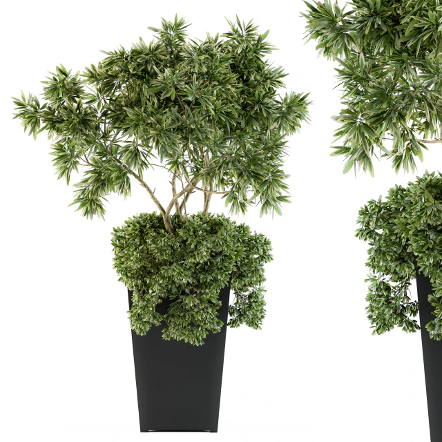 indoor Plant Set 96 - olive — Descargar