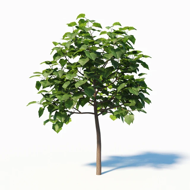 Paulownia Elongata (4m) 3 Tree Set — Descargar