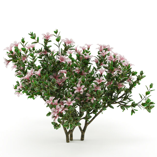 Serissa foetida flora — Descargar