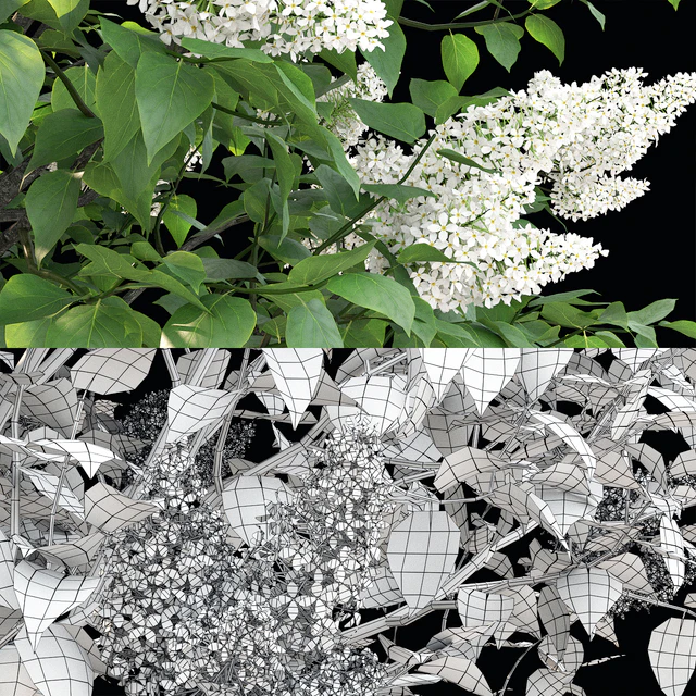Lilac flowering #3 — Descargar