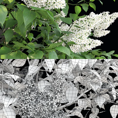 Lilac flowering #3 — Ver 3