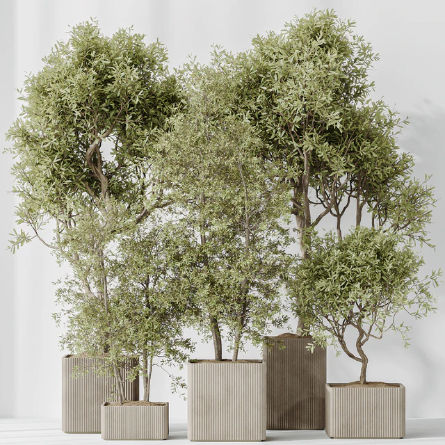 Indoor plants set 73 Mission Kalamata Leccino Arbequina Wilsonii Chemlali Olive — Скачать