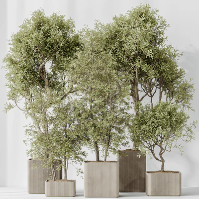 Indoor plants set 73 Mission Kalamata Leccino Arbequina Wilsonii Chemlali Olive — Вид 6