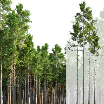 Pine trees — Ver 1