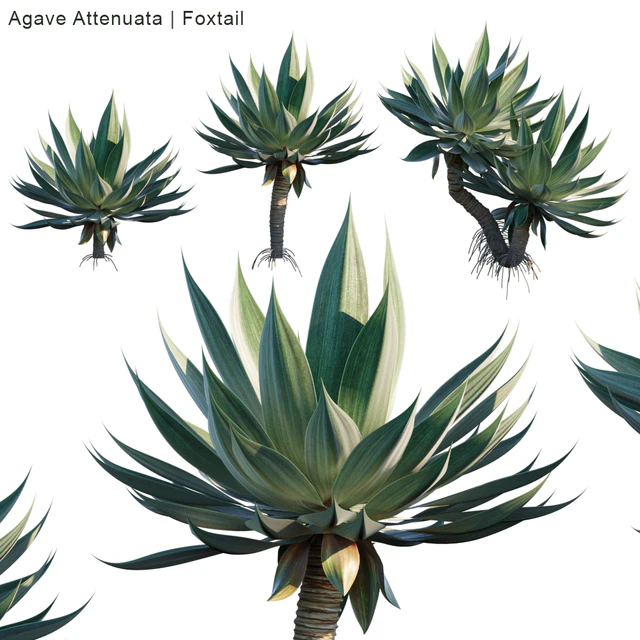 Agave Attenuata | Foxtail — Скачать