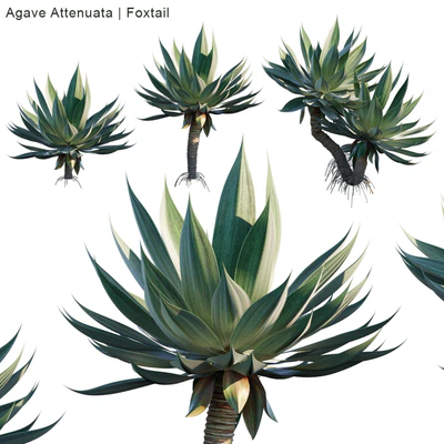 Agave Attenuata | Foxtail — Вид 1