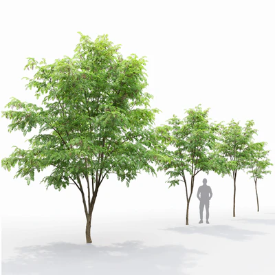 Robinia — Ver 6
