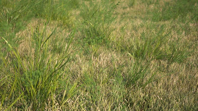 igrass vol 001 — Скачать