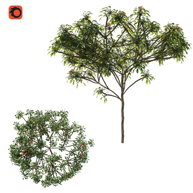 Plumeria tree — Скачать