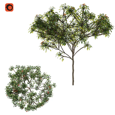 Plumeria tree — Вид 5