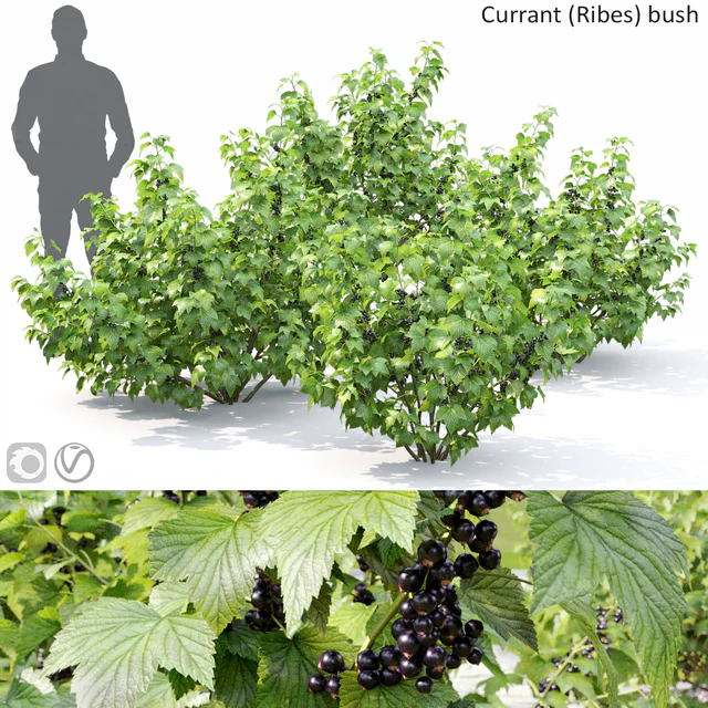 Currant bush — Descargar