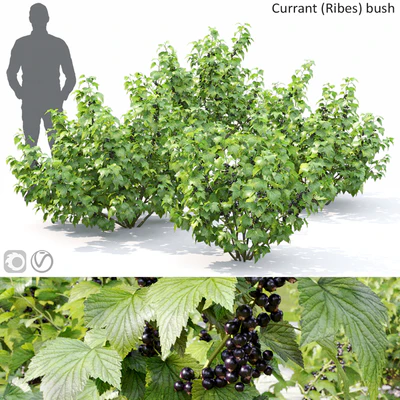 Currant bush — Ver 1