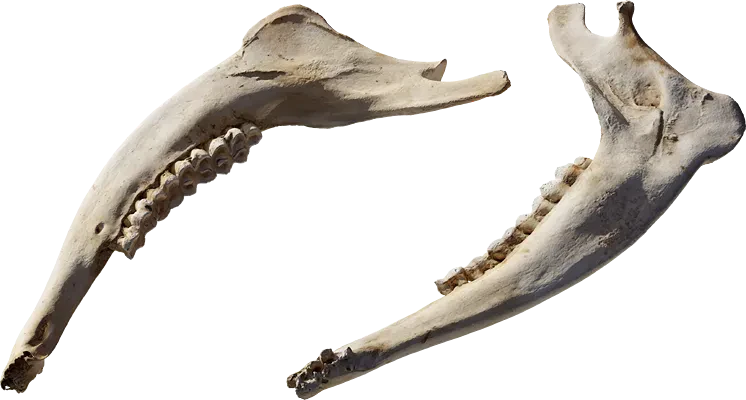 animal jaw bone 003 — Descargar