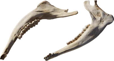 animal jaw bone 003 — Descargar