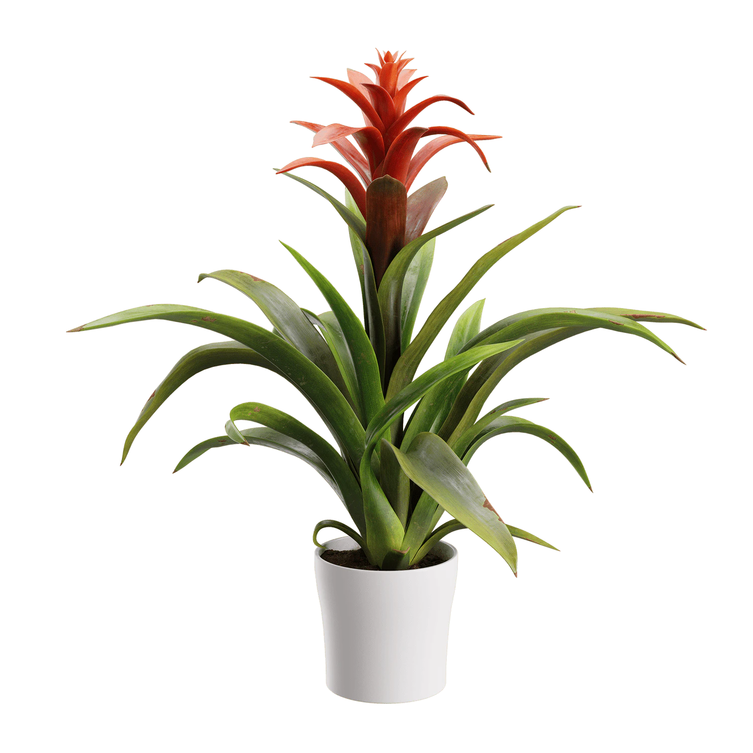 plant bromeliad — Descargar