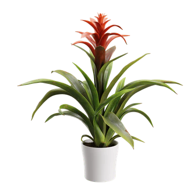 plant bromeliad — Descargar