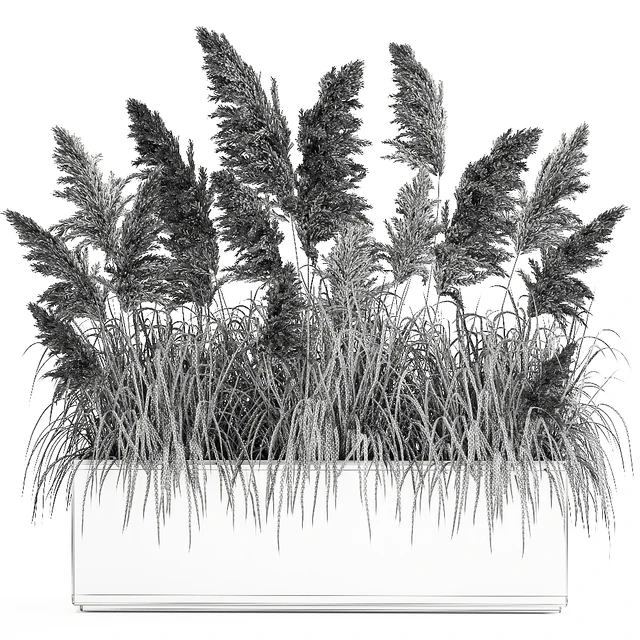 Bush white pampas grass in a street rusty metal pot, white reed, Cortaderia.  1033. — Descargar
