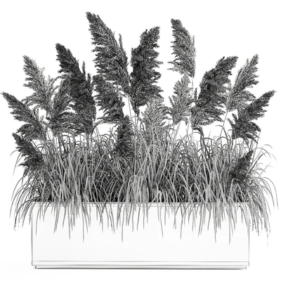 Bush white pampas grass in a street rusty metal pot, white reed, Cortaderia.  1033. — Ver 6