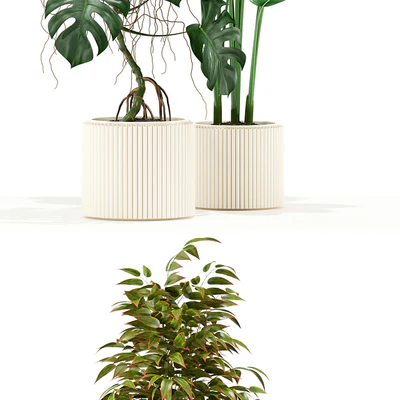 Plants collection 117 — Вид 3