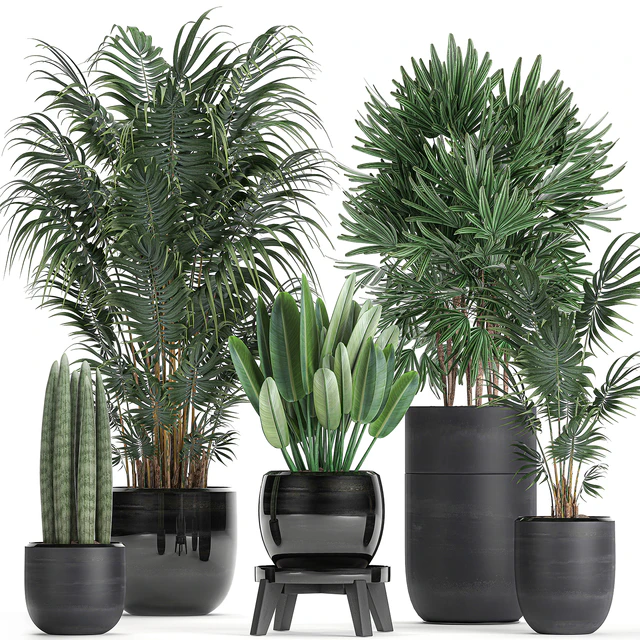 A collection of beautiful small plants in black pots and vases with Palm, Rapeseed, strelitzia. Set 738. — Descargar