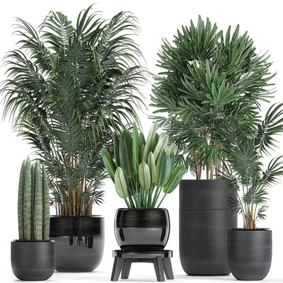 A collection of beautiful small plants in black pots and vases with Palm, Rapeseed, strelitzia. Set 738. — Ver 1