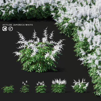 Astilba Japanese White | Astilbe japonica — Ver 1