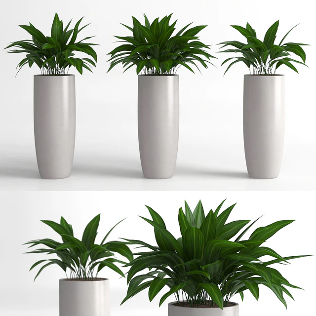 Aspidistra plants — Скачать