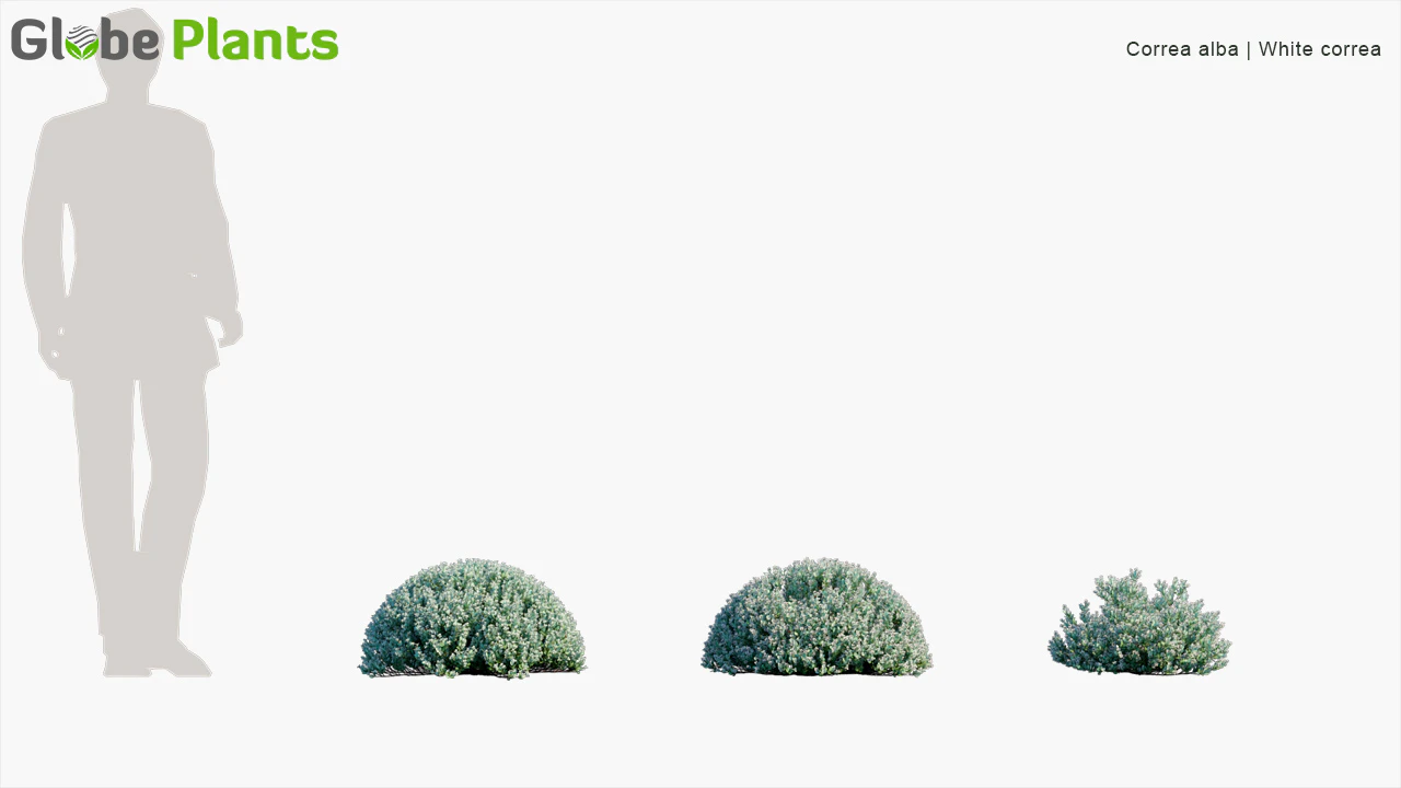 correa alba — Download