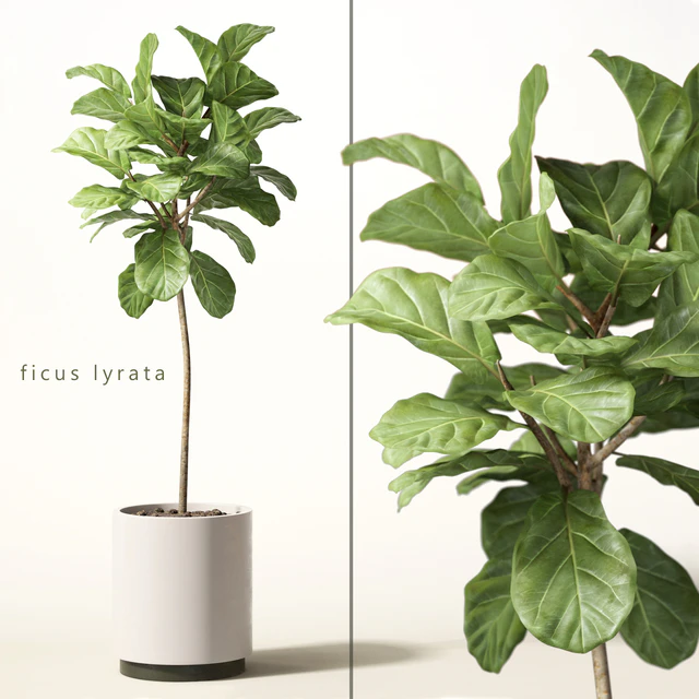 ficus lyrata — Descargar