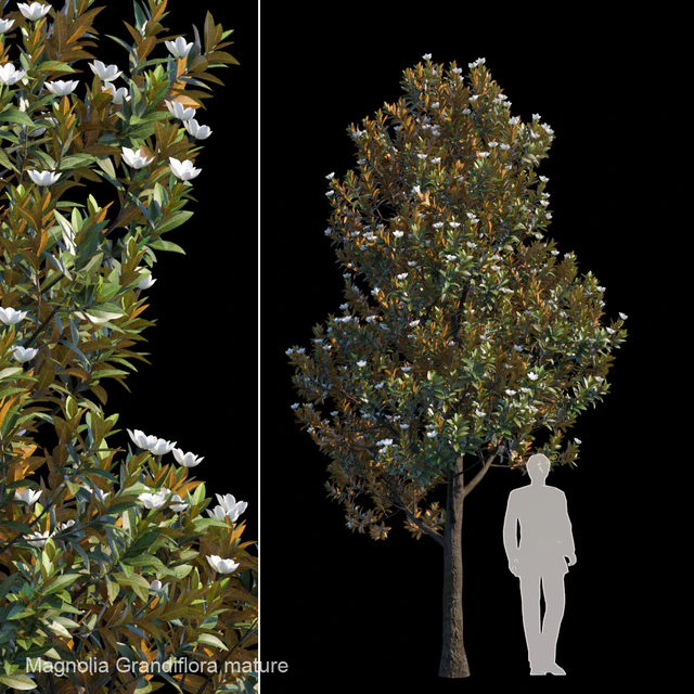 Magnolia Grandiflora mature — Descargar