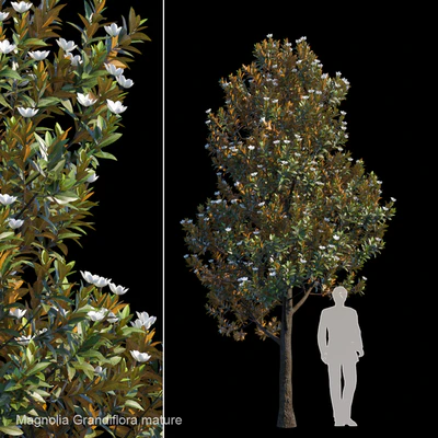 Magnolia Grandiflora mature — Ver 1