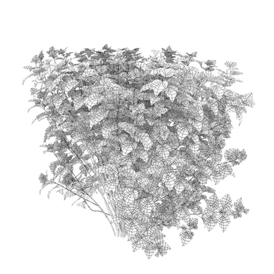 Physocarpus hedge — Вид 5