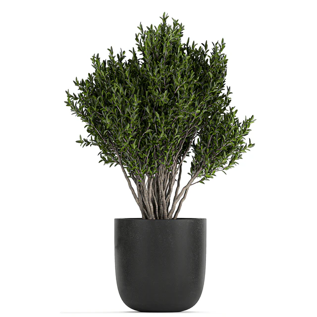 Collection of small plants and trees in black pots with Banana palm, Calathea lutea, bush, Scheffler. Set 804 — Descargar