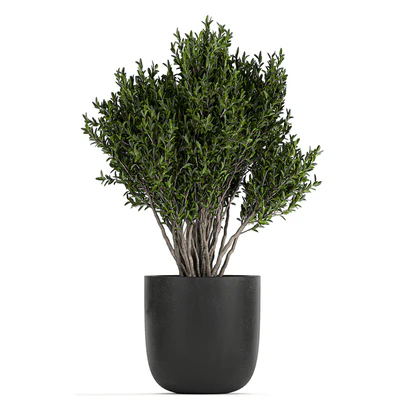 Collection of small plants and trees in black pots with Banana palm, Calathea lutea, bush, Scheffler. Set 804 — Ver 5