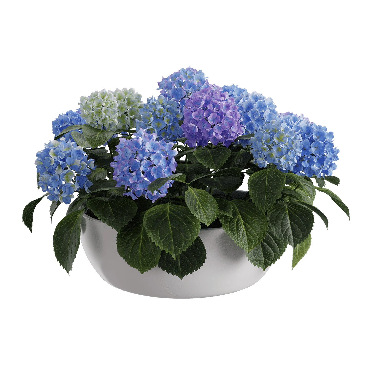 plant hydrangea mophead 001 — Descargar
