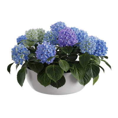 plant hydrangea mophead 001 — Descargar