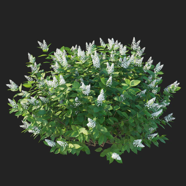 Hydrangea paniculata Tardiva — Скачать
